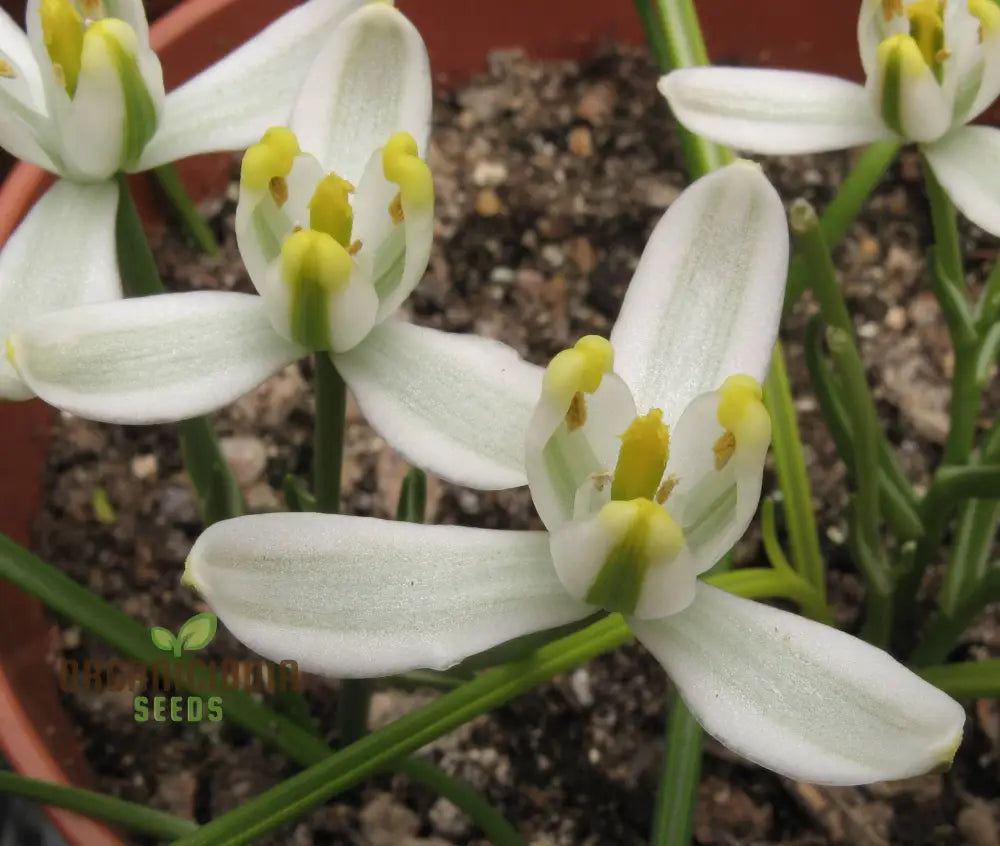 Albucca Humilis Flower Seeds Cultivating Nature’s Subtle Beauty