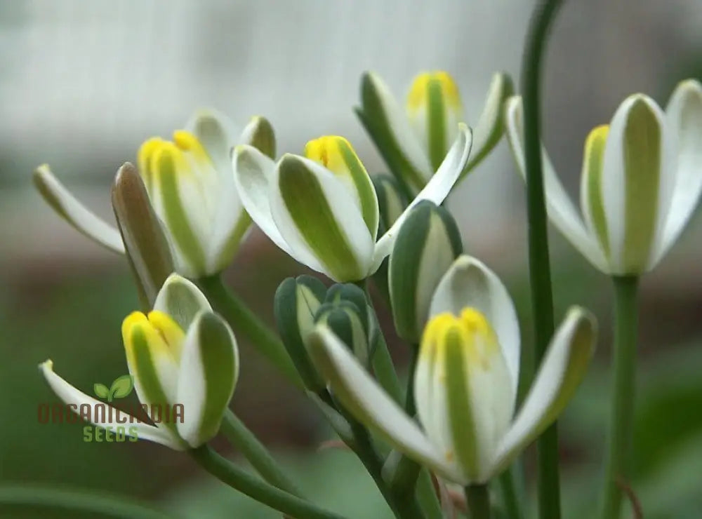 Albucca Humilis Flower Seeds Cultivating Nature’s Subtle Beauty