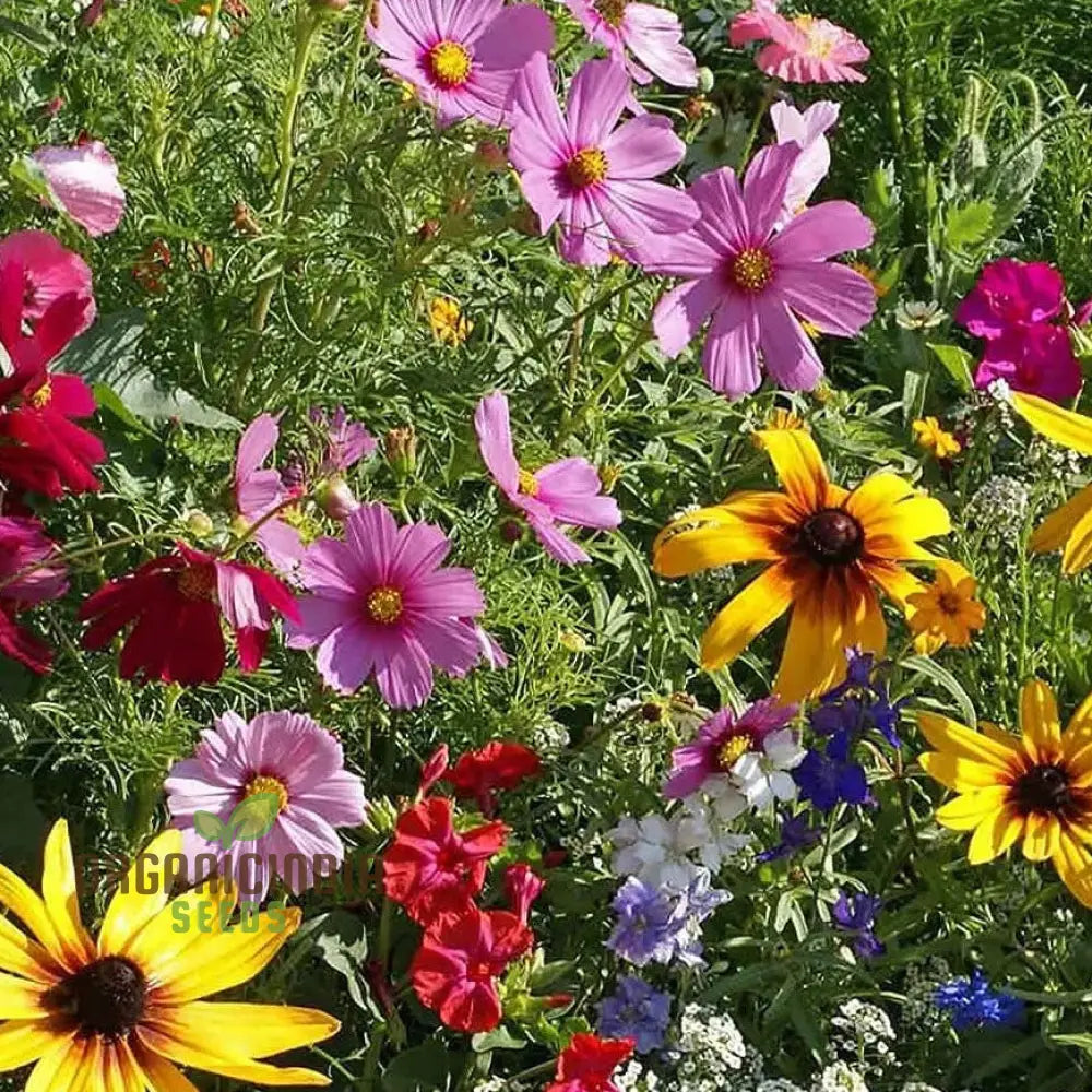 Alcea Ficifolia ’Cottage Mixed’ Enhancing Your Garden With Varied Beauty Using Expert Planting