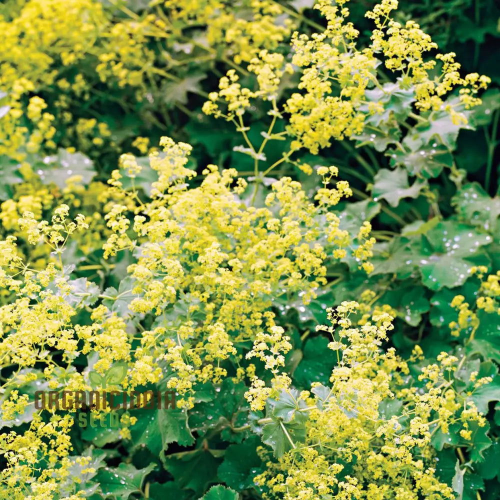 Alchemilla Mollis (Lady’s Mantle) Seeds - Grow Beautiful And Hardy Lady’s Mantle Plants In Your