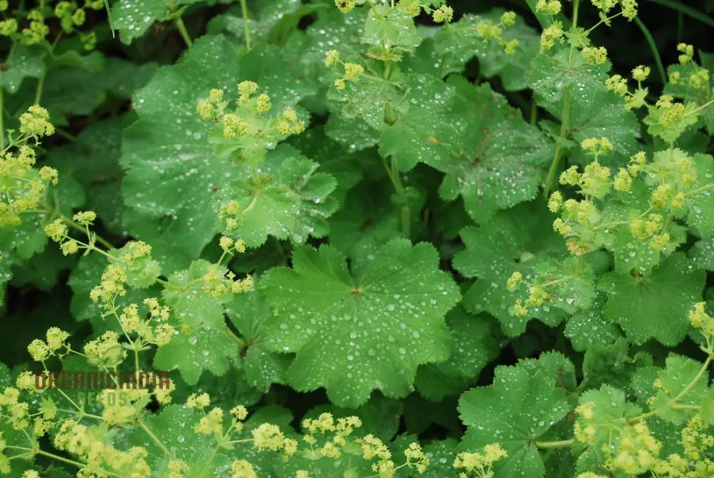 Alchemilla Mollis (Lady’s Mantle) Seeds - Grow Beautiful And Hardy Lady’s Mantle Plants In Your