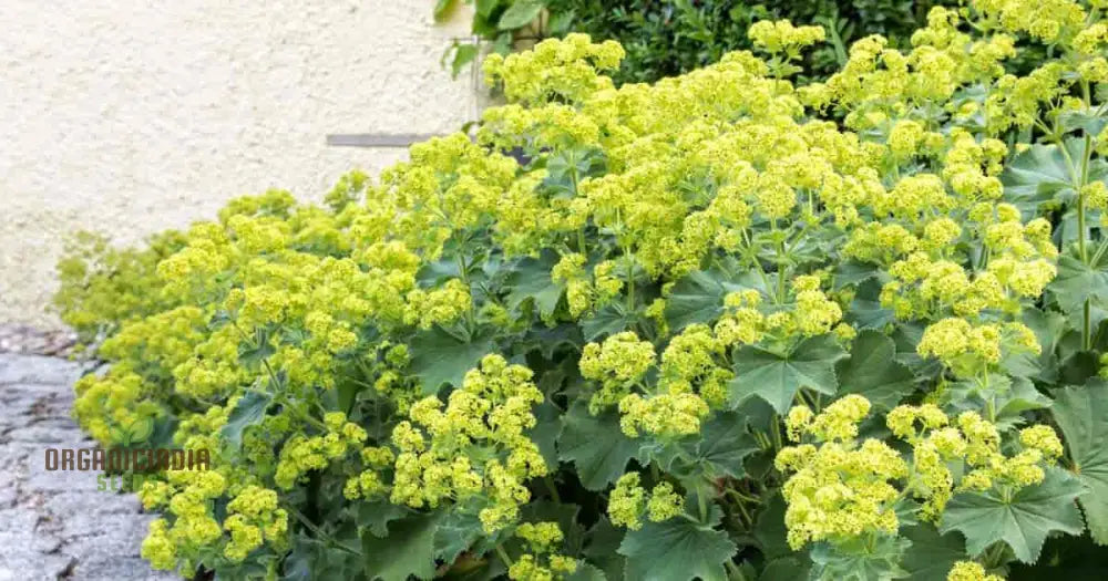 Alchemilla Mollis (Lady’s Mantle) Seeds - Grow Beautiful And Hardy Lady’s Mantle Plants In Your