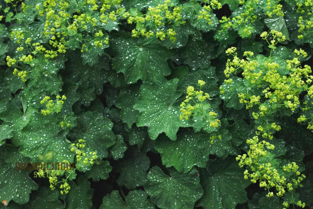 Alchemilla Mollis (Lady’s Mantle) Seeds - Grow Beautiful And Hardy Lady’s Mantle Plants In Your