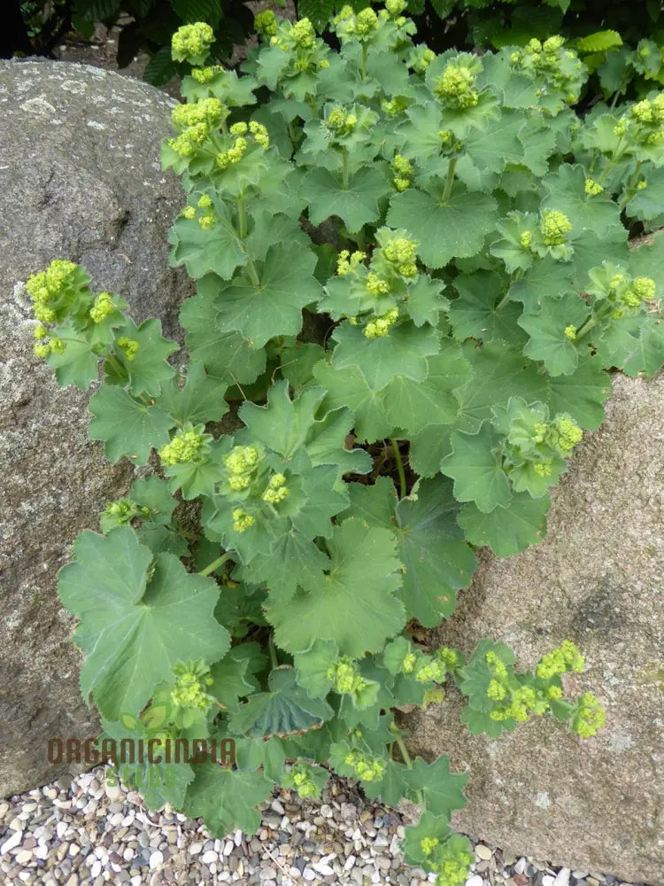 Alchemilla Mollis (Lady’s Mantle) Seeds - Grow Beautiful And Hardy Lady’s Mantle Plants In Your