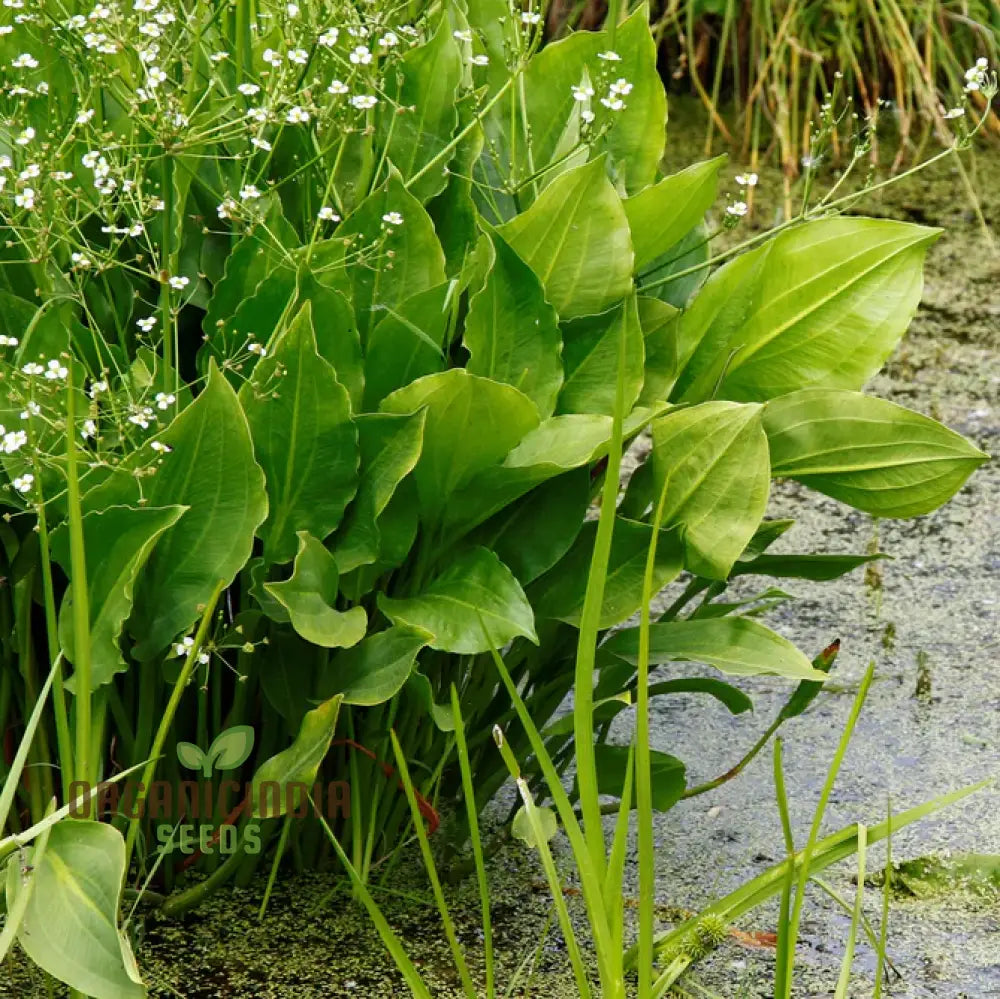 Alisma Plantago-Aquatica Flower Seeds Cultivating Aquatic Beauty With Expert Planting And Gardening