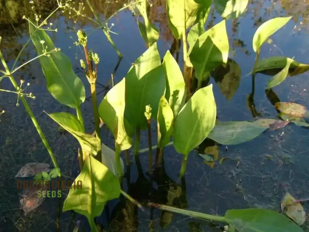 Alisma Plantago-Aquatica Flower Seeds Cultivating Aquatic Beauty With Expert Planting And Gardening