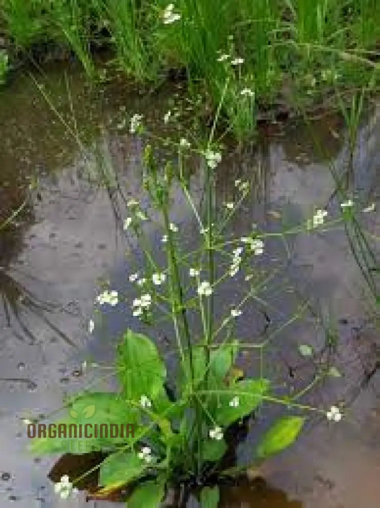 Alisma Plantago-Aquatica Flower Seeds Cultivating Aquatic Beauty With Expert Planting And Gardening