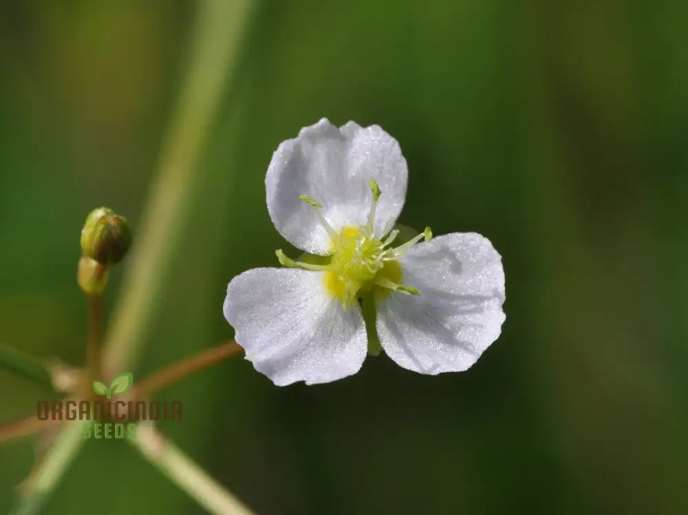 Alisma Plantago-Aquatica Flower Seeds Cultivating Aquatic Beauty With Expert Planting And Gardening