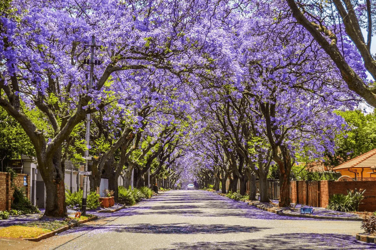 "Jacaranda Tree Seeds, Planting, 100 pcs" - Plant Seeds