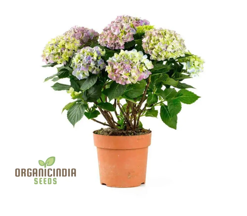 All Season Dwarf Hydrangea Flower Seeds Hybrid Variety For Year-Round Gardening Easy-To-Grow Seeds