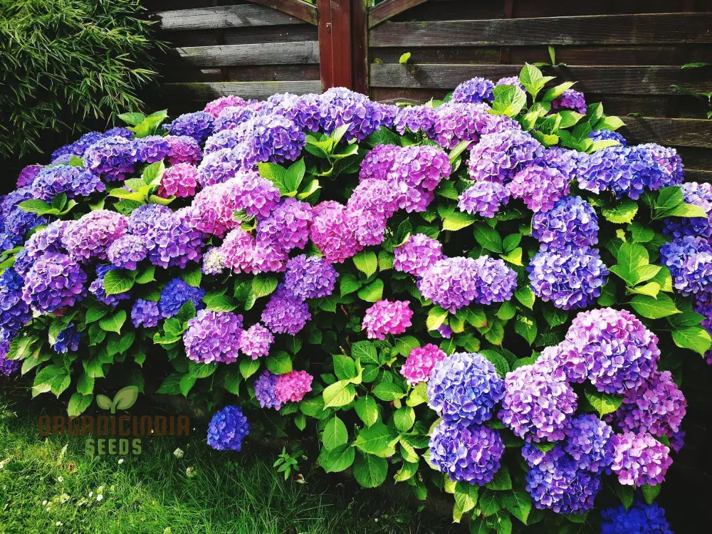 All Season Dwarf Hydrangea Flower Seeds Hybrid Variety For Year-Round Gardening Easy-To-Grow Seeds