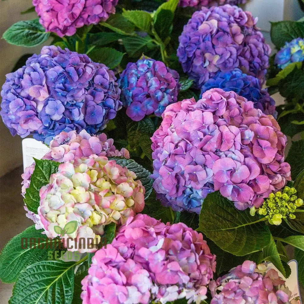 All Season Dwarf Hydrangea Flower Seeds Hybrid Variety For Year-Round Gardening Easy-To-Grow Seeds