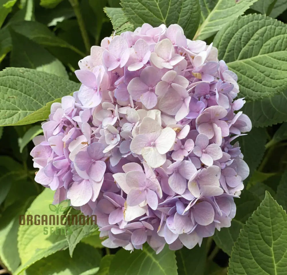 All Season Dwarf Hydrangea Flower Seeds Hybrid Variety For Year-Round Gardening Easy-To-Grow Seeds