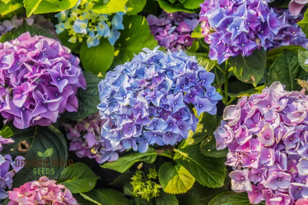 All Season Dwarf Hydrangea Flower Seeds Hybrid Variety For Year-Round Gardening Easy-To-Grow Seeds