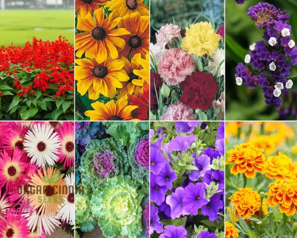 All Season Flower Seeds Variety Pack - 5 Varieties For Year-Round Gardening | Organic Home Garden