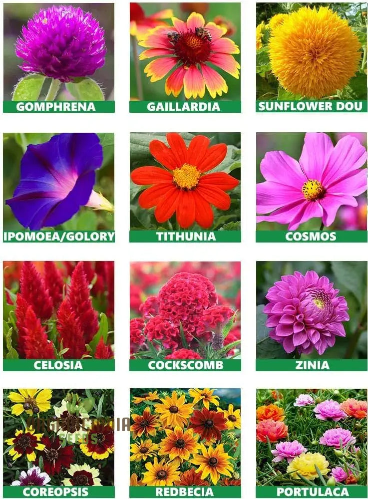 All Season Flower Seeds Variety Pack - 5 Varieties For Year-Round Gardening | Organic Home Garden