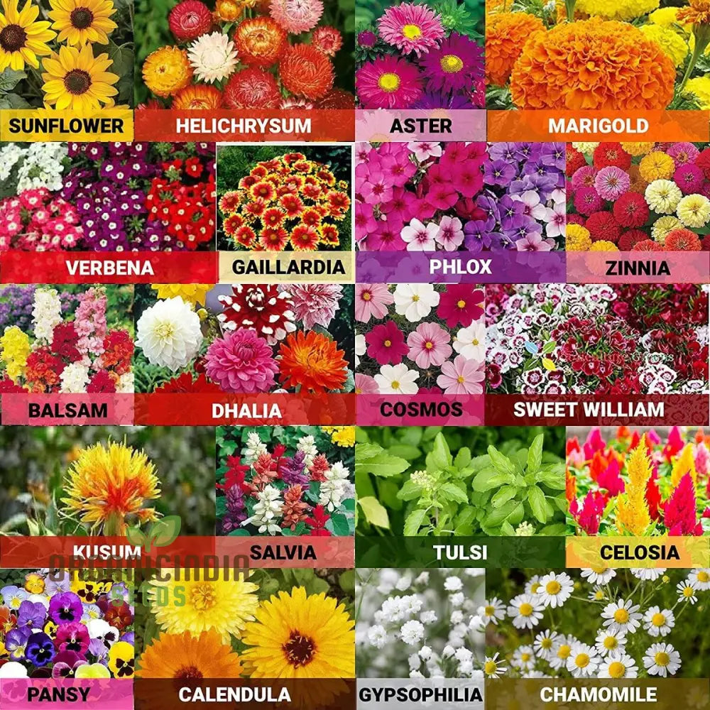 All Season Flower Seeds Variety Pack - 5 Varieties For Year-Round Gardening | Organic Home Garden