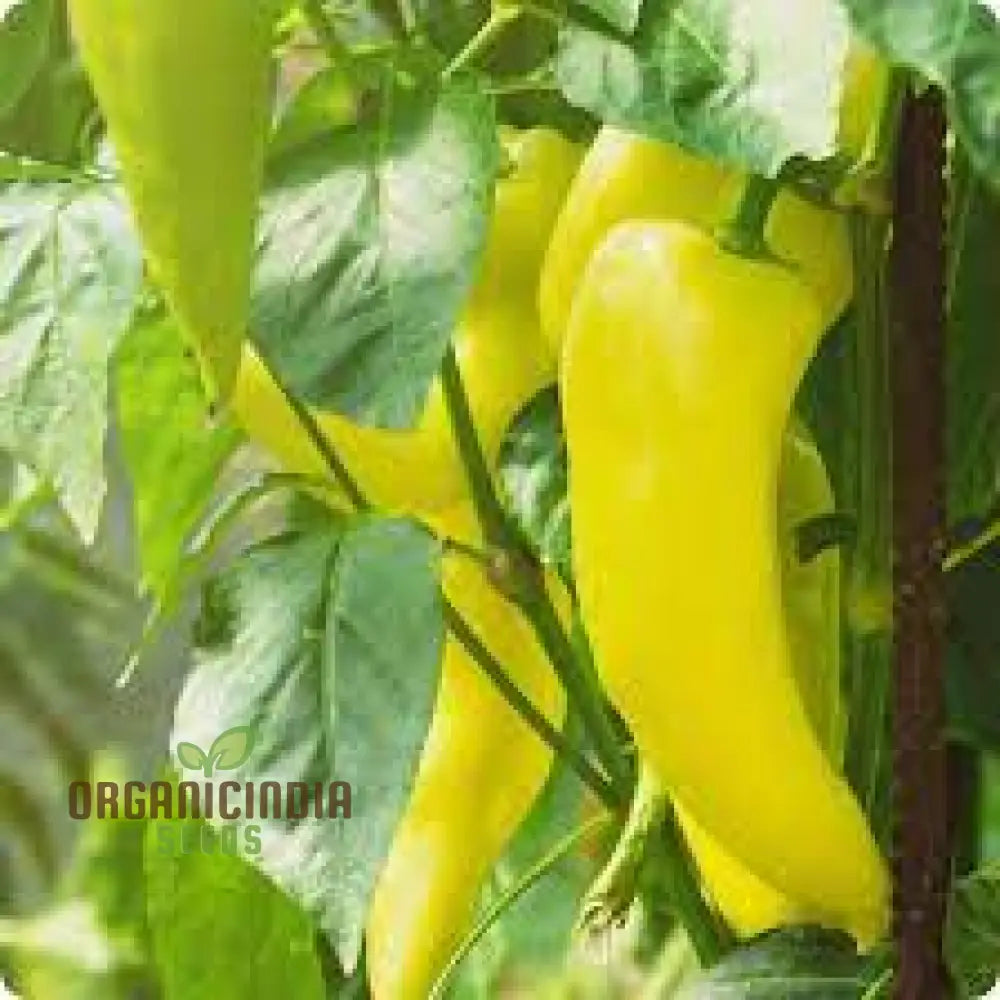 All Season Hybrid Sweet Banana Pepper Seeds Pack - 50 Organic For Pest Resistant Gardening High