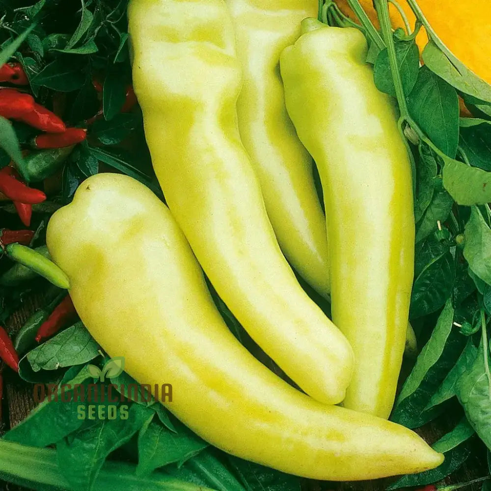 All Season Hybrid Sweet Banana Pepper Seeds Pack - 50 Organic For Pest Resistant Gardening High