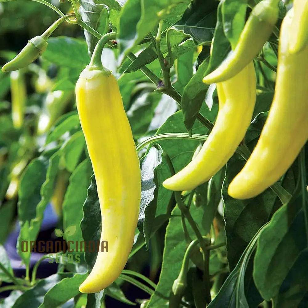 All Season Hybrid Sweet Banana Pepper Seeds Pack - 50 Organic For Pest Resistant Gardening High