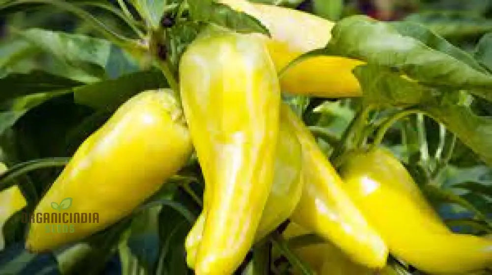 All Season Hybrid Sweet Banana Pepper Seeds Pack - 50 Organic For Pest Resistant Gardening High