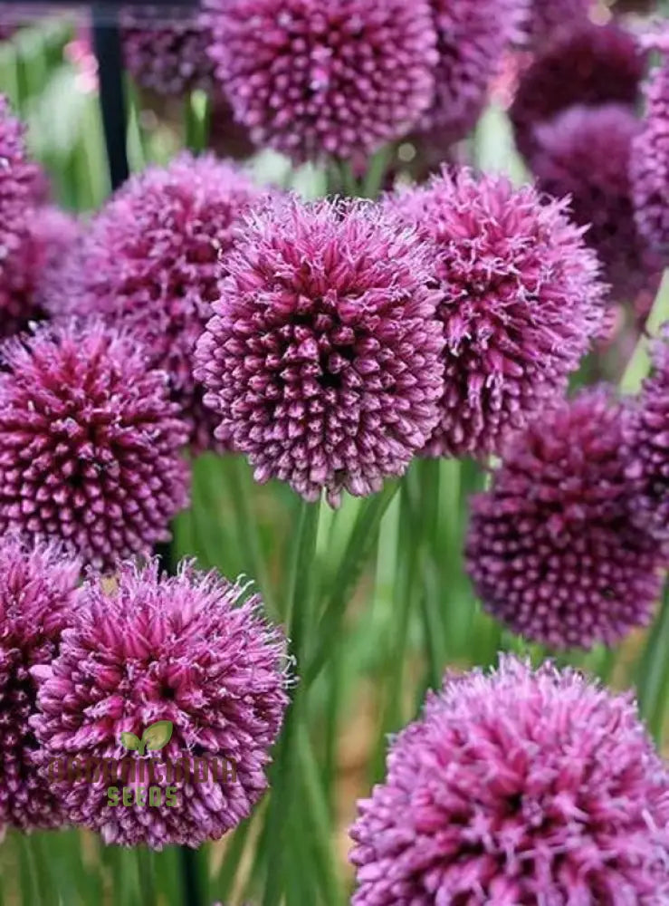 Allium Acutiflorum Flower Seeds Cultivating Elegance And Charm With Expert Planting Gardening