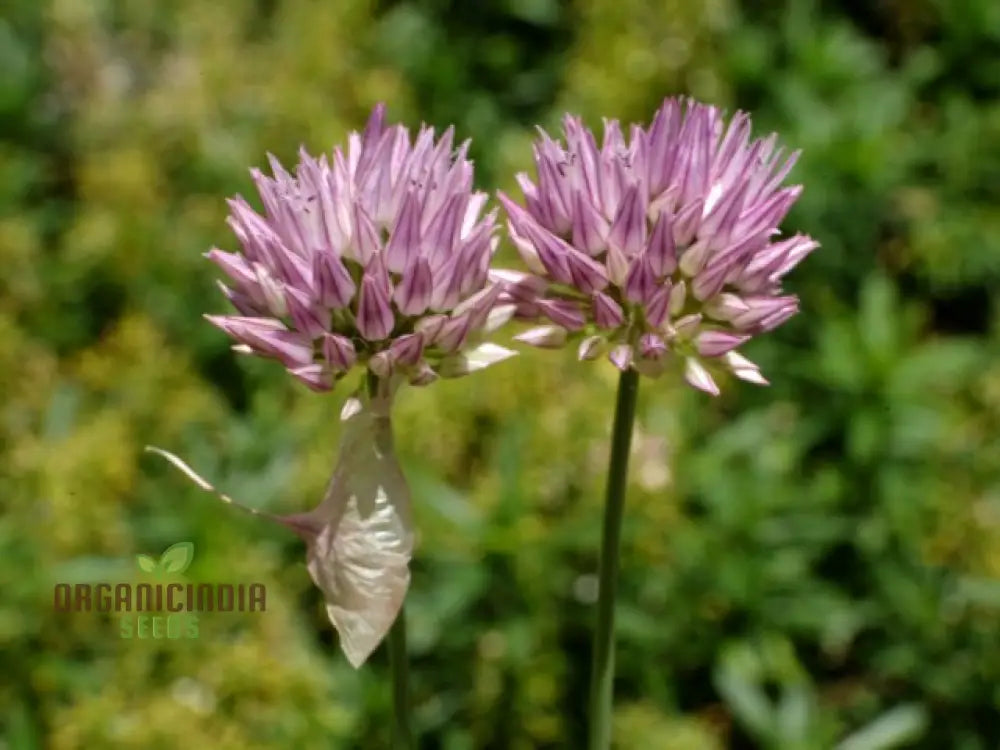 Allium Acutiflorum Flower Seeds Cultivating Elegance And Charm With Expert Planting Gardening