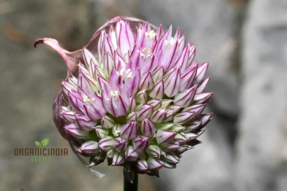 Allium Acutiflorum Flower Seeds Cultivating Elegance And Charm With Expert Planting Gardening