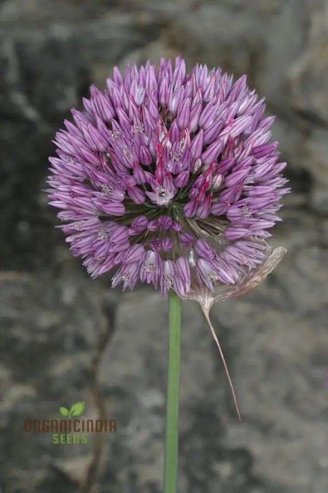 Allium Acutiflorum Flower Seeds Cultivating Elegance And Charm With Expert Planting Gardening