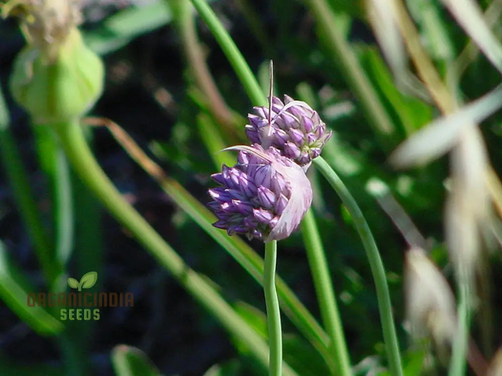 Allium Acutiflorum Flower Seeds Cultivating Elegance And Charm With Expert Planting Gardening