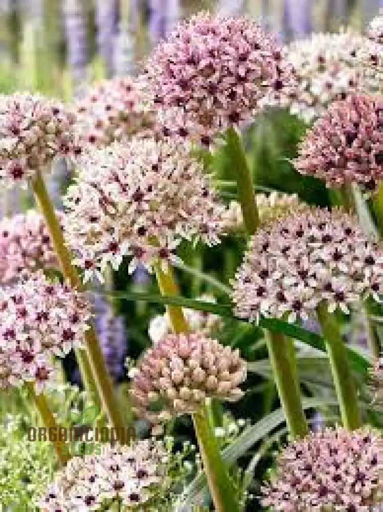 Allium Basalticum ’Silver Spring’ Flowering Seeds Cultivating Striking Blooms With Expert