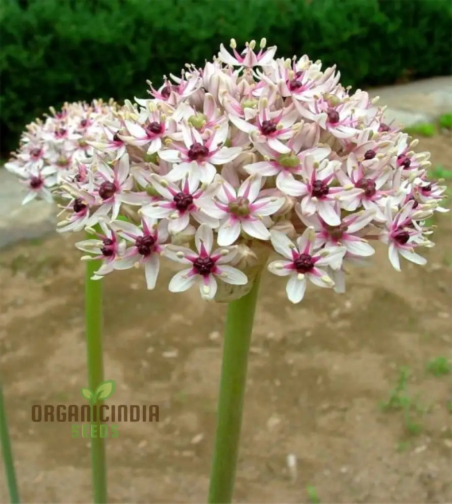 Allium Basalticum ’Silver Spring’ Flowering Seeds Cultivating Striking Blooms With Expert