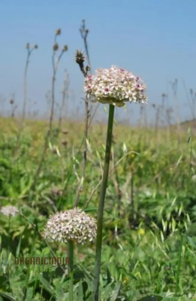 Allium Basalticum ’Silver Spring’ Flowering Seeds Cultivating Striking Blooms With Expert