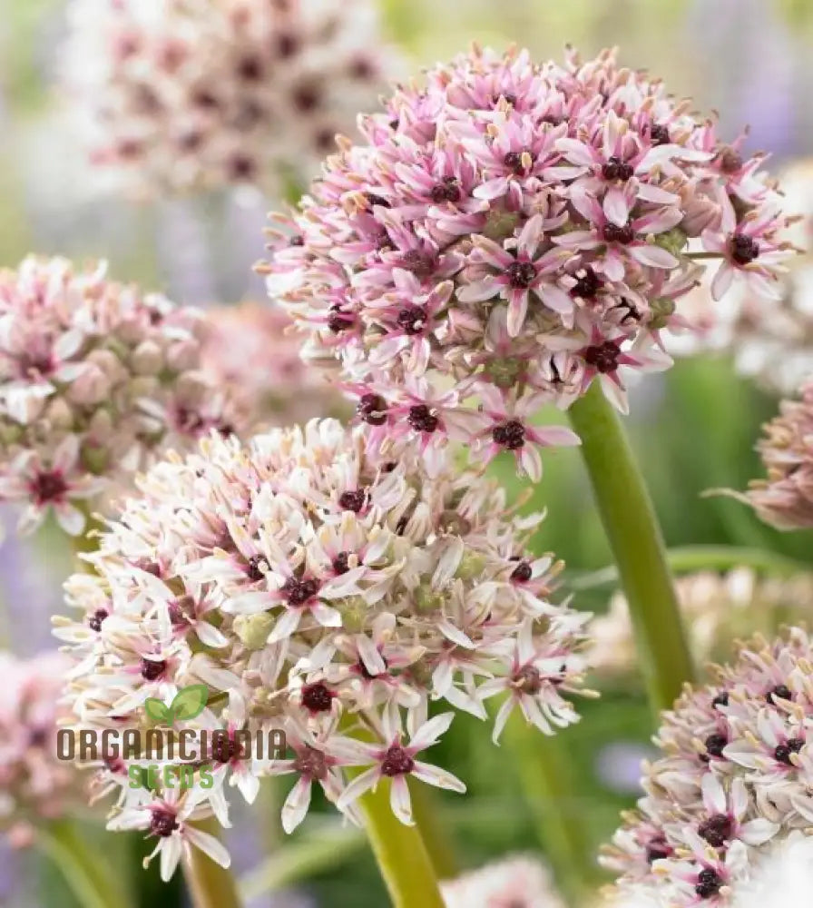 Allium Basalticum ’Silver Spring’ Flowering Seeds Cultivating Striking Blooms With Expert