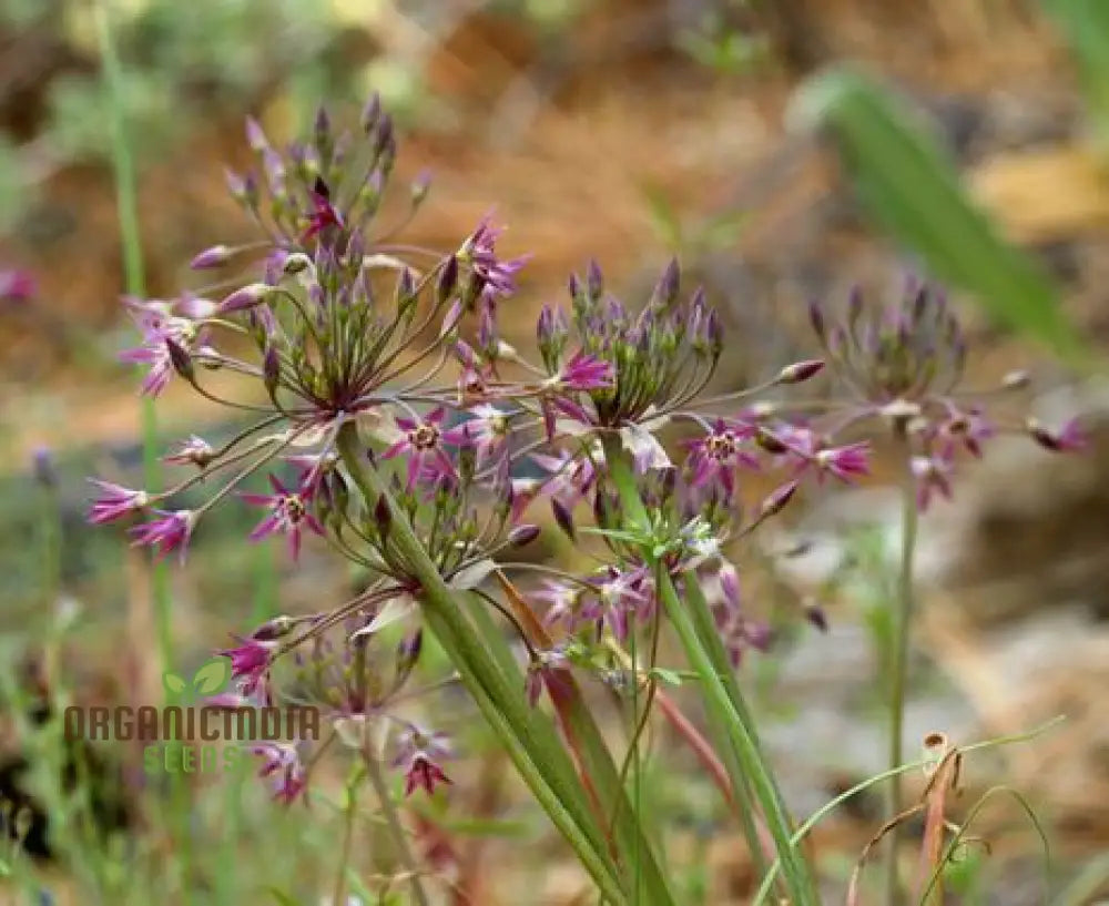 Allium Campanulatum Flower Seeds Cultivating Graceful Blooms With Expert Planting And Gardening