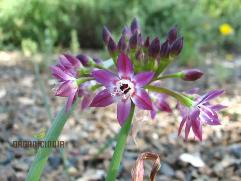 Allium Campanulatum Flower Seeds Cultivating Graceful Blooms With Expert Planting And Gardening