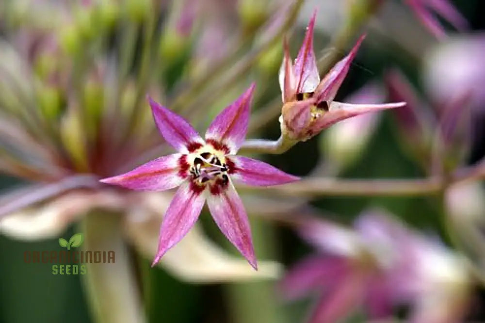 Allium Campanulatum Flower Seeds Cultivating Graceful Blooms With Expert Planting And Gardening