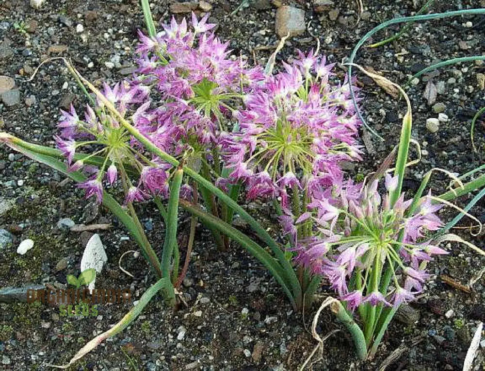 Allium Campanulatum Flower Seeds Cultivating Graceful Blooms With Expert Planting And Gardening