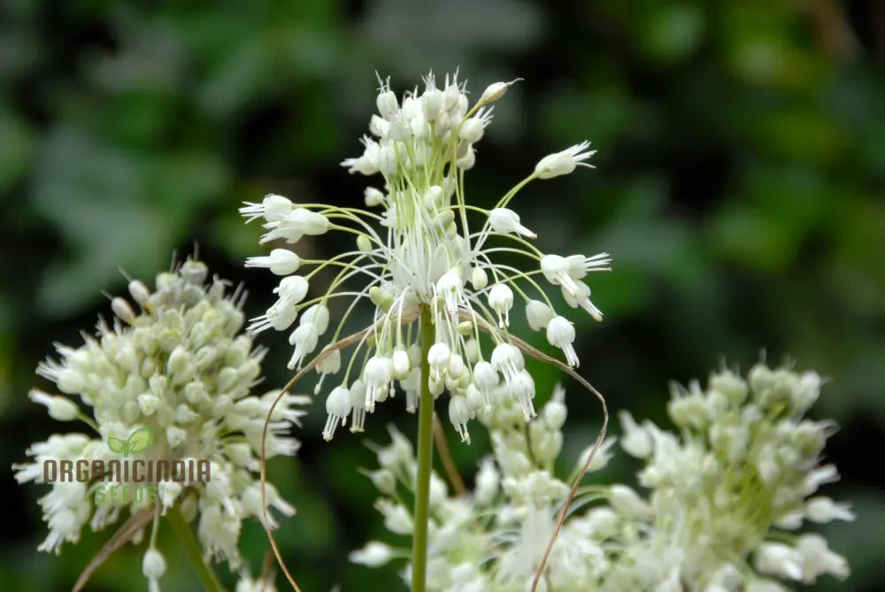 Allium Carinatum Pulchellum Album Flower Seeds Cultivating White Beauty With Expert Planting And