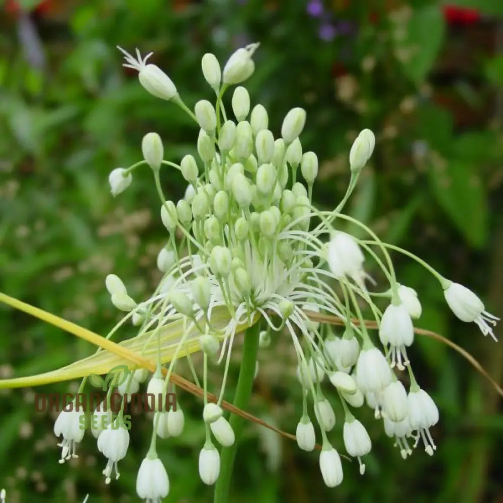 Allium Carinatum Pulchellum Album Flower Seeds Cultivating White Beauty With Expert Planting And