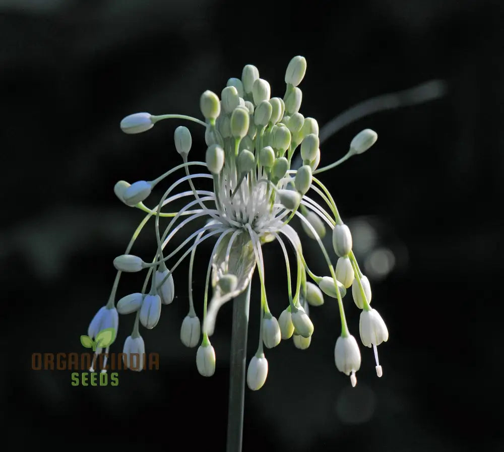 Allium Carinatum Pulchellum Album Flower Seeds Cultivating White Beauty With Expert Planting And