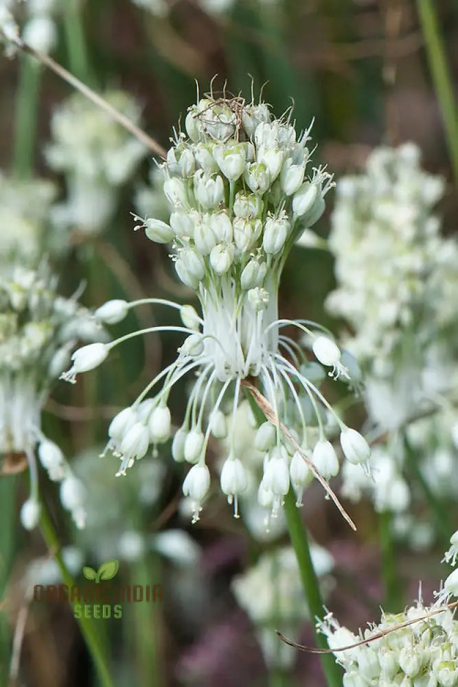 Allium Carinatum Pulchellum Album Flower Seeds Cultivating White Beauty With Expert Planting And