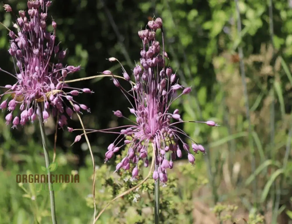 Allium Carinatum Subsp. Pulchellum Flower Seeds Growing Elegant Blooms With Expert Planting And