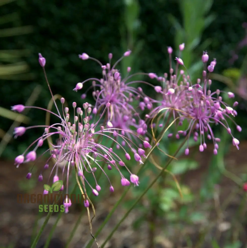 Allium Carinatum Subsp. Pulchellum Flower Seeds Growing Elegant Blooms With Expert Planting And