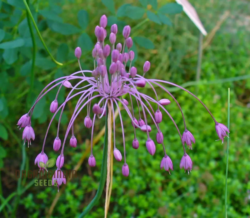 Allium Carinatum Subsp. Pulchellum Flower Seeds Growing Elegant Blooms With Expert Planting And