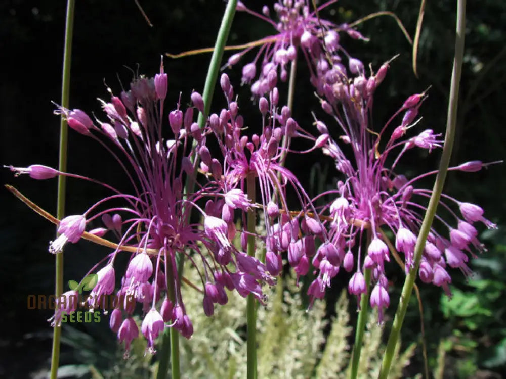 Allium Carinatum Subsp. Pulchellum Flower Seeds Growing Elegant Blooms With Expert Planting And