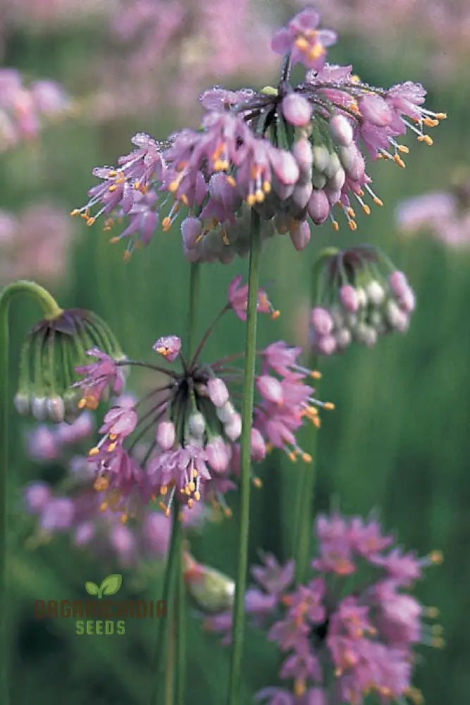 Allium Cernuum (Nodding Onion) Flower Seeds Cultivating Graceful Blooms With Expert Planting And