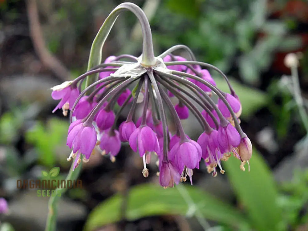 Allium Cernuum (Nodding Onion) Flower Seeds Cultivating Graceful Blooms With Expert Planting And