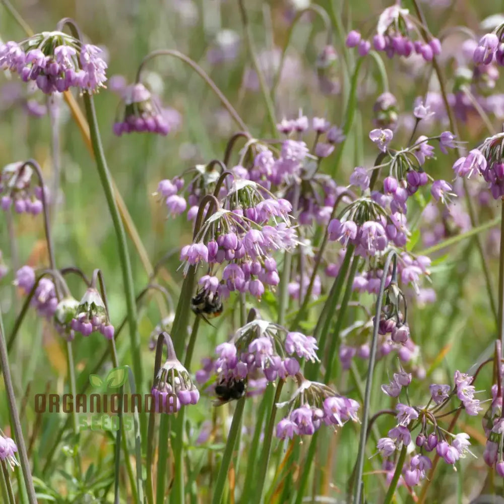 Allium Cernuum (Nodding Onion) Flower Seeds Cultivating Graceful Blooms With Expert Planting And