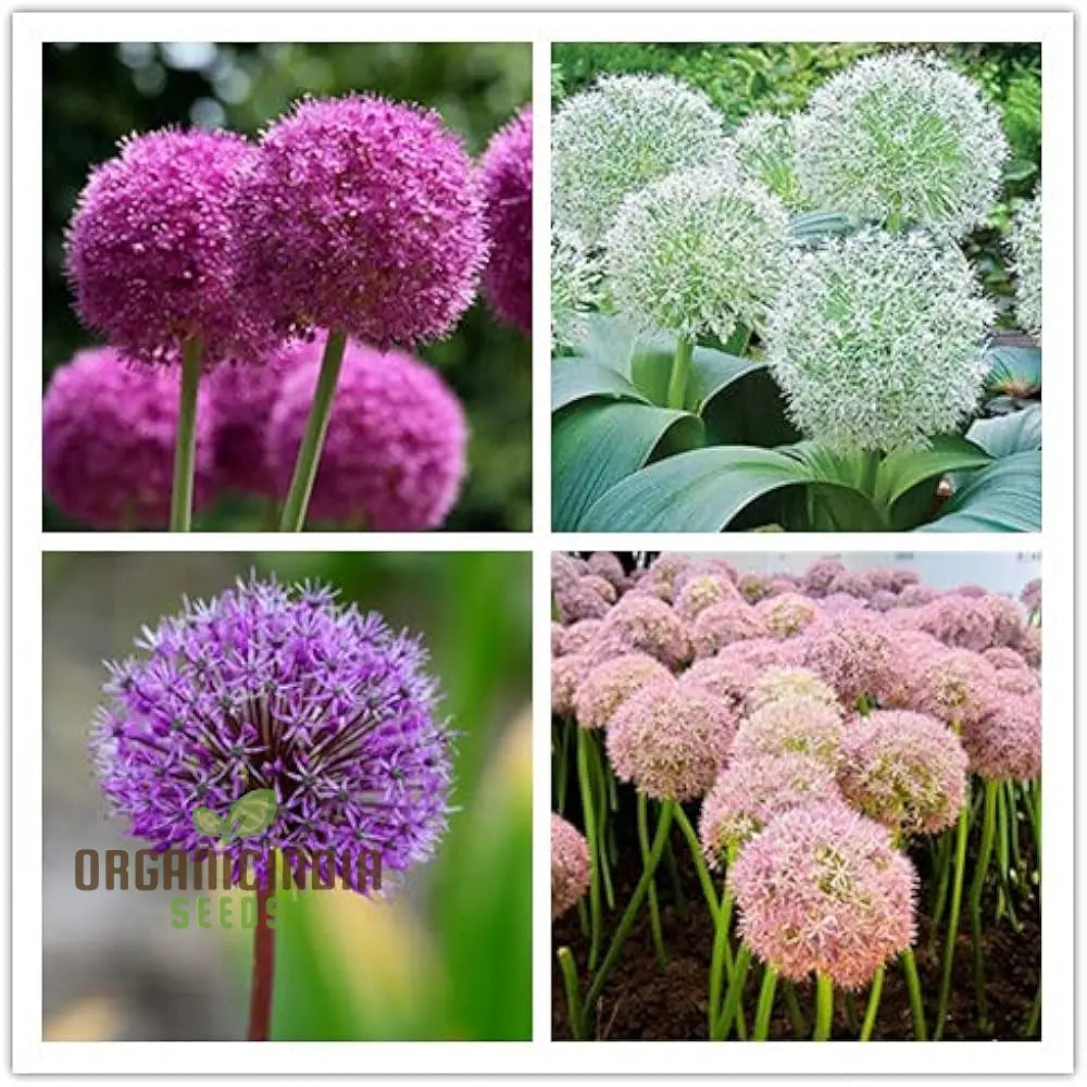 Allium Choice Mixture Flower Seeds Cultivating Diverse Beauty With Expert Planting And Gardening